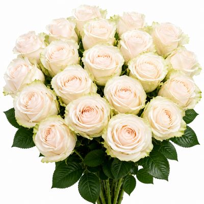 ROSE BLUSH WHITE