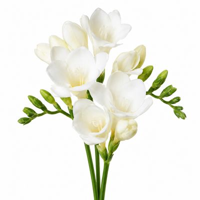 FREESIA