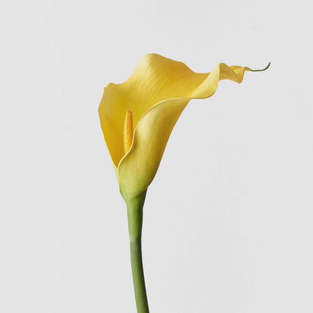 Calla Lily Mini