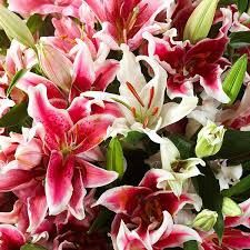 LILY ORIENTAL ASSORTED 3/5 BLM