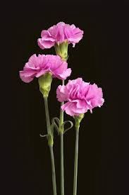 CARNATION -
