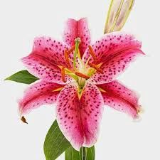 LILY ORIENTAL STARFIGHTER 3/5 BLM