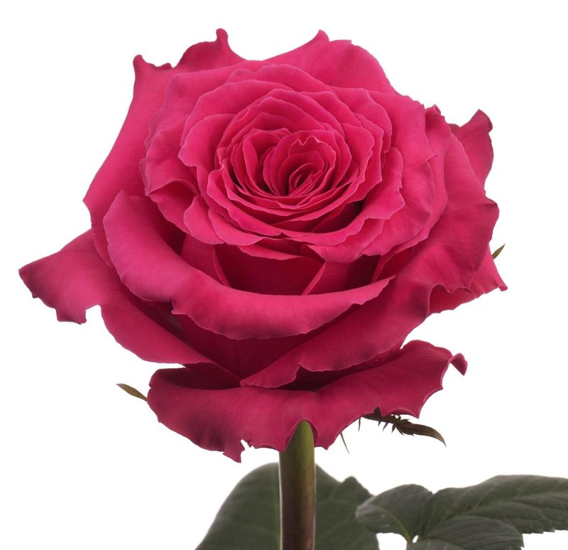 ROSE -  HOTPINK 50CM