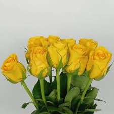 ROSE YELLOW BIKINI 50CM
