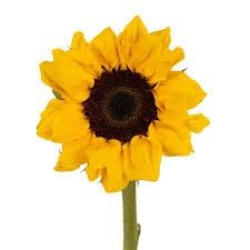 SUNFLOWER YELLOW VINCENT