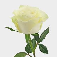 ROSE WHITE  50CM