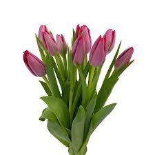 TULIP HOTPINK