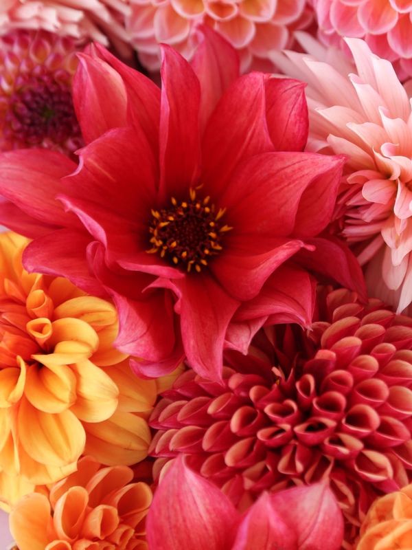 Custom Arrangement
