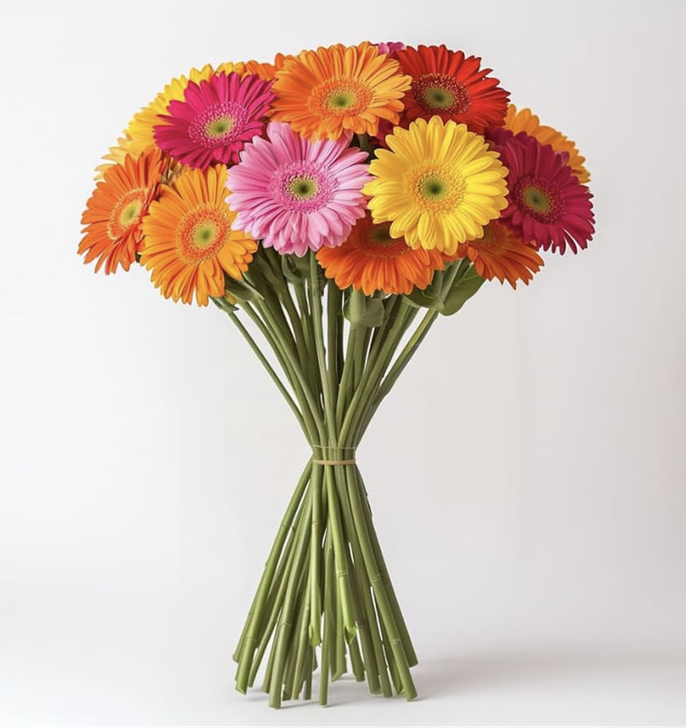 GERBERA
