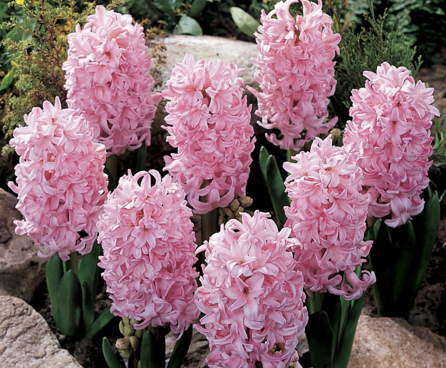 HYACINTHUS