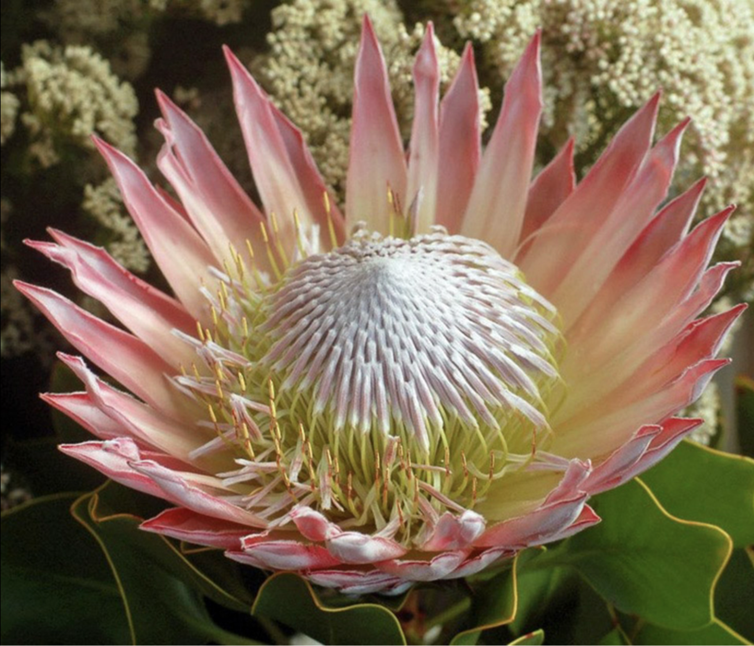 PROTEA PINK KING CYNAROIDS SELECT