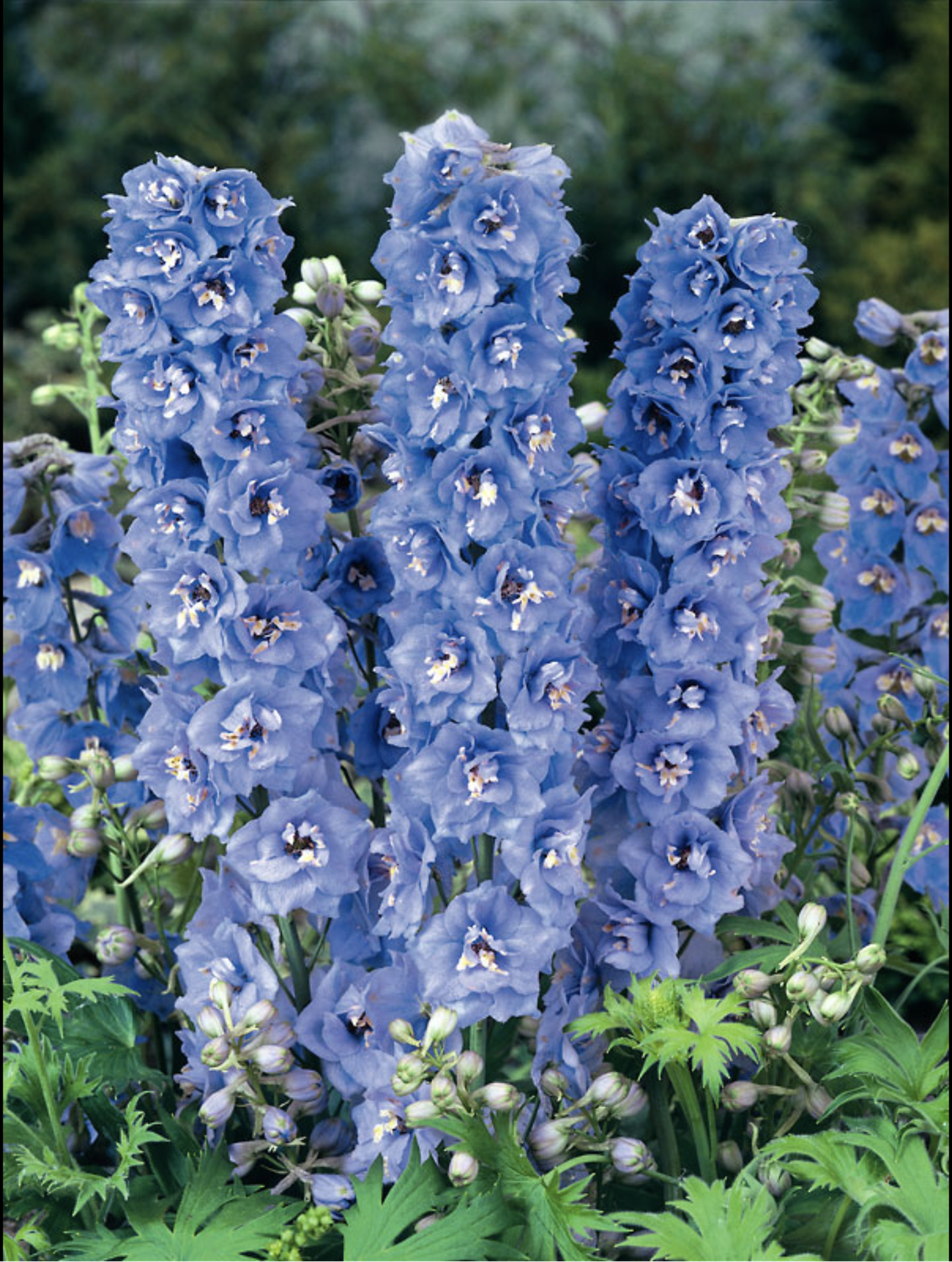 DELPHINIUM HYBRID LIGHT BLUE BLUE BIRD