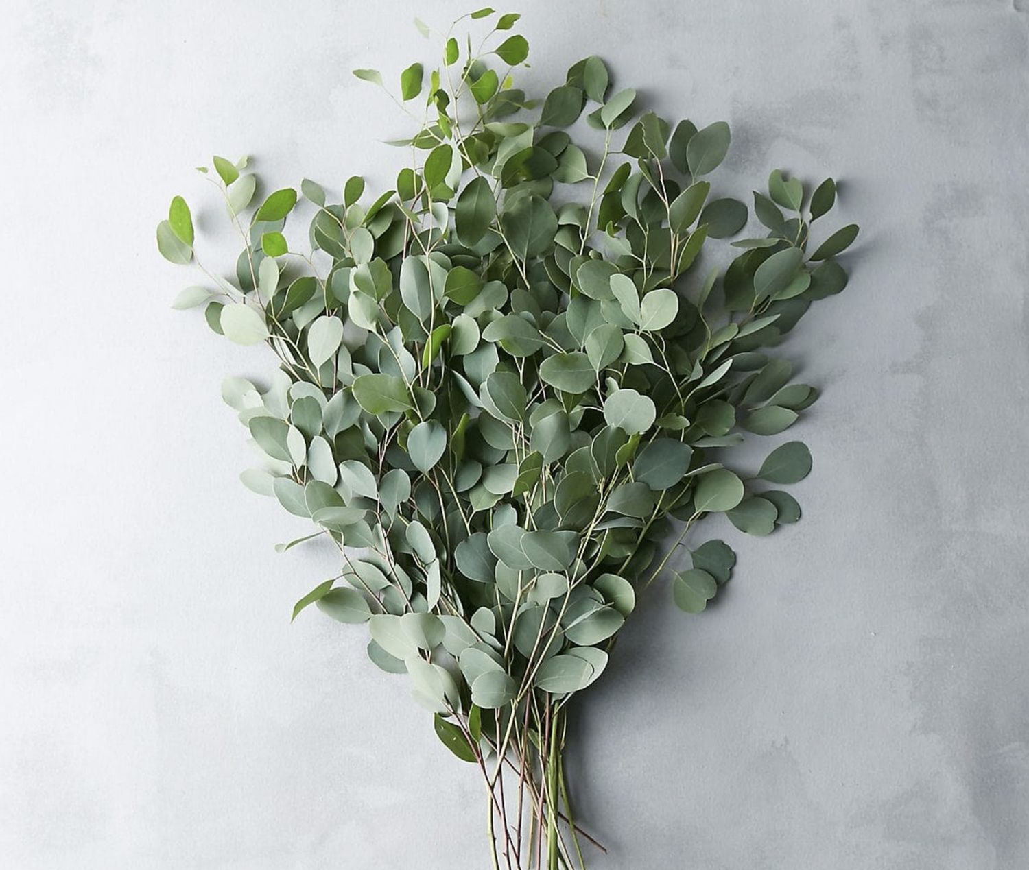 EUCALYPTUS PARVIFOLIA