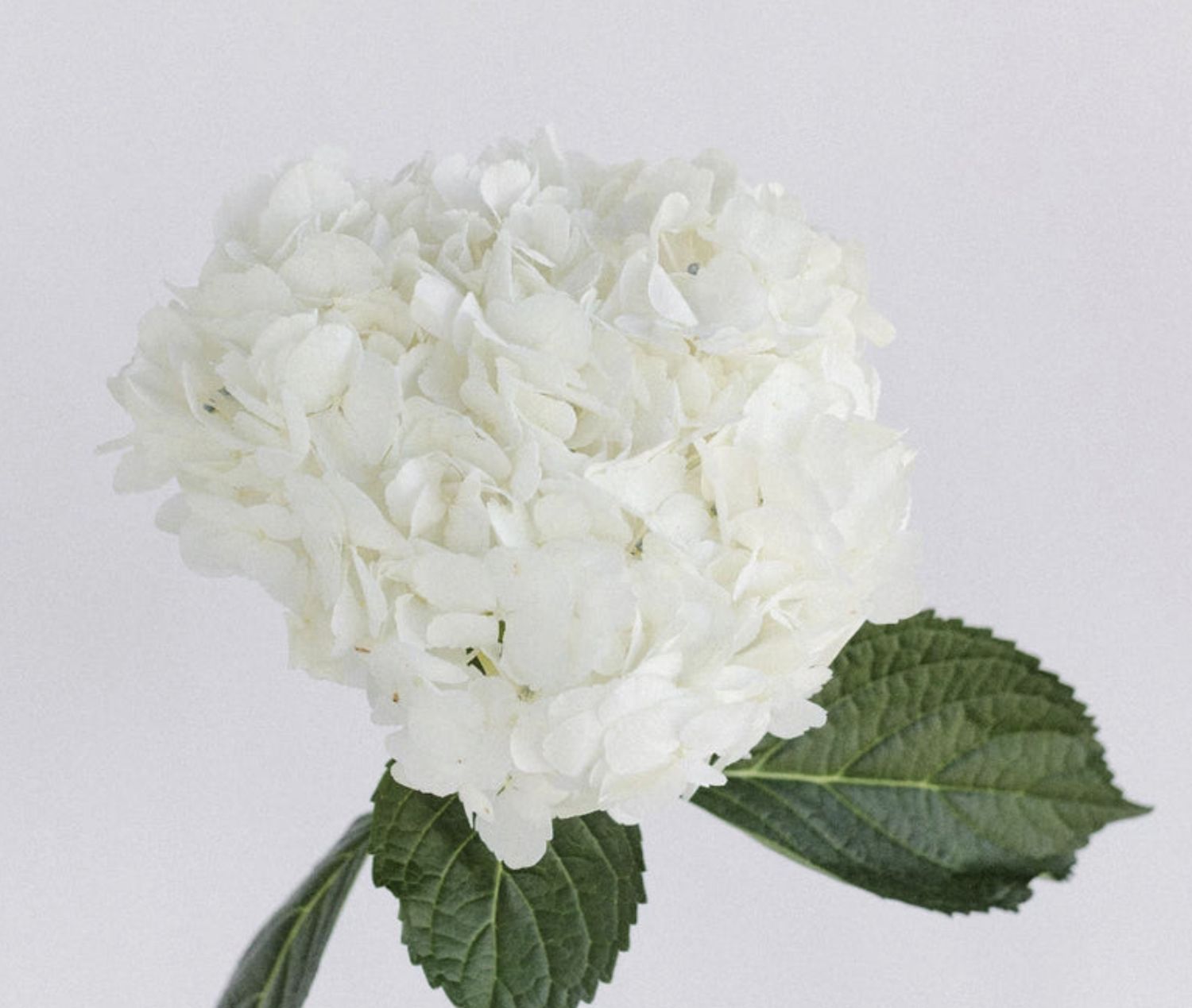 HYDRANGEA WHITE