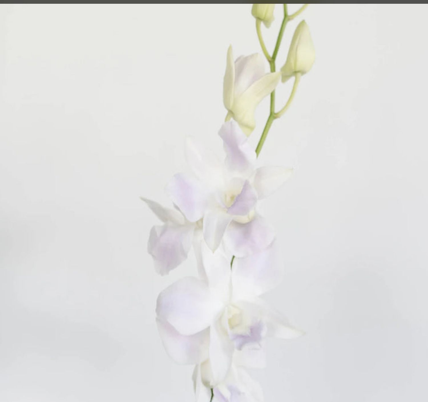 ORCHID DENDRO ASSORTED LL