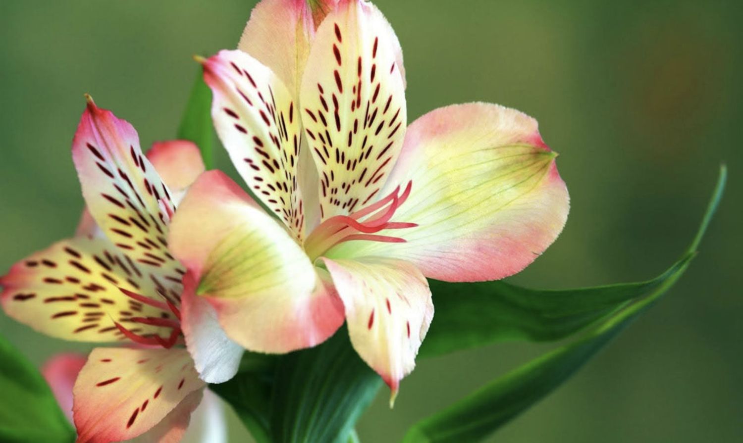 ALSTROEMERIA ASSORTED SELECT