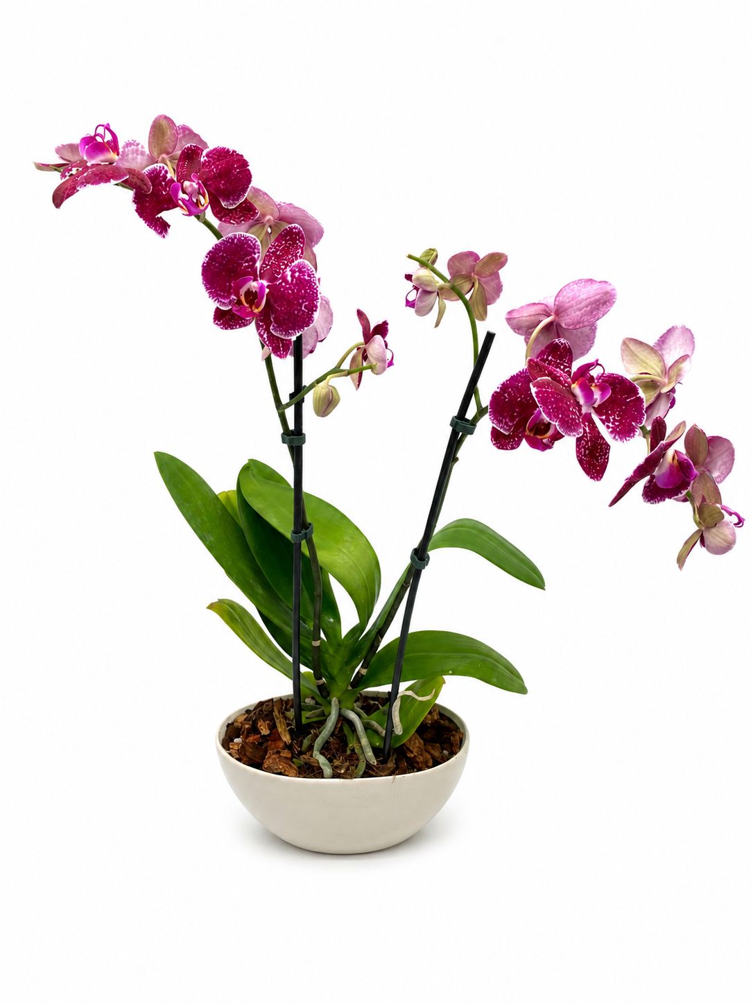 Raspberry Kiss Orchid