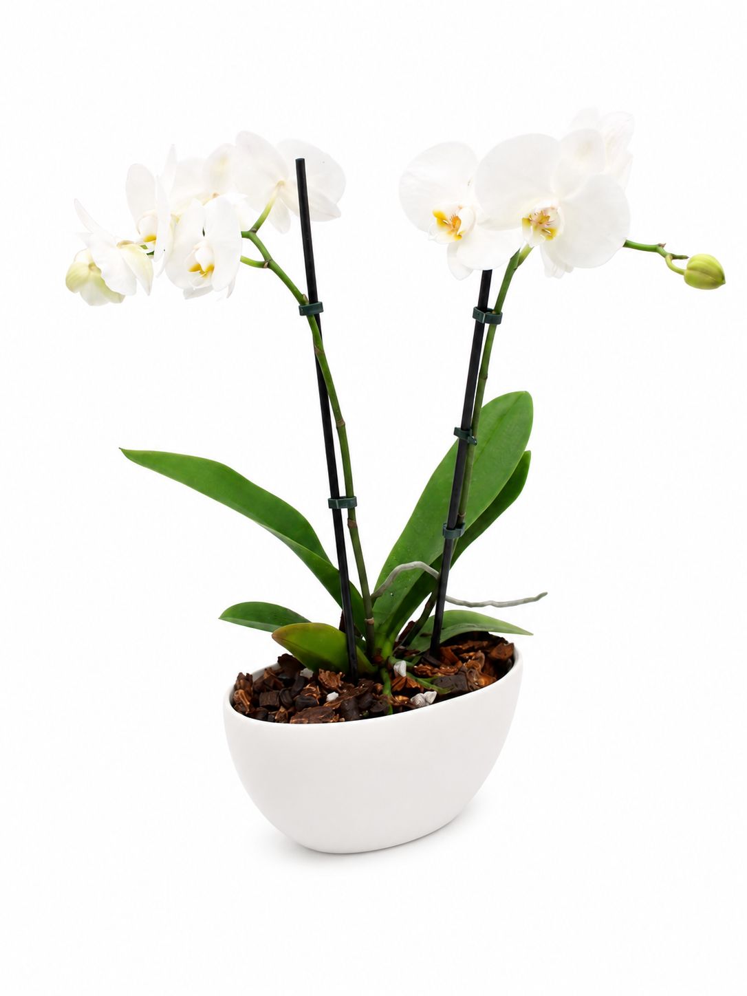 Moonlight Orchid