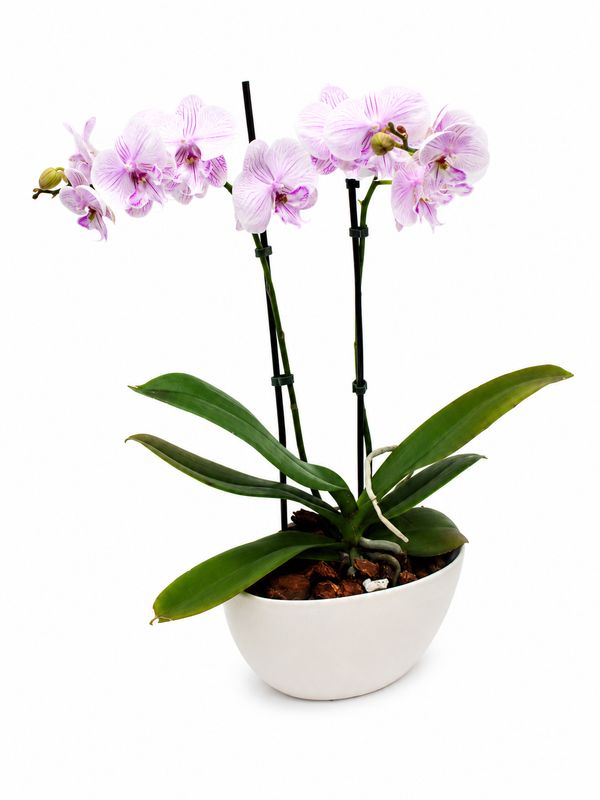 Pink Whisper Orchid