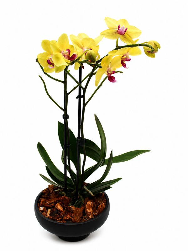Honey Glow Orchid
