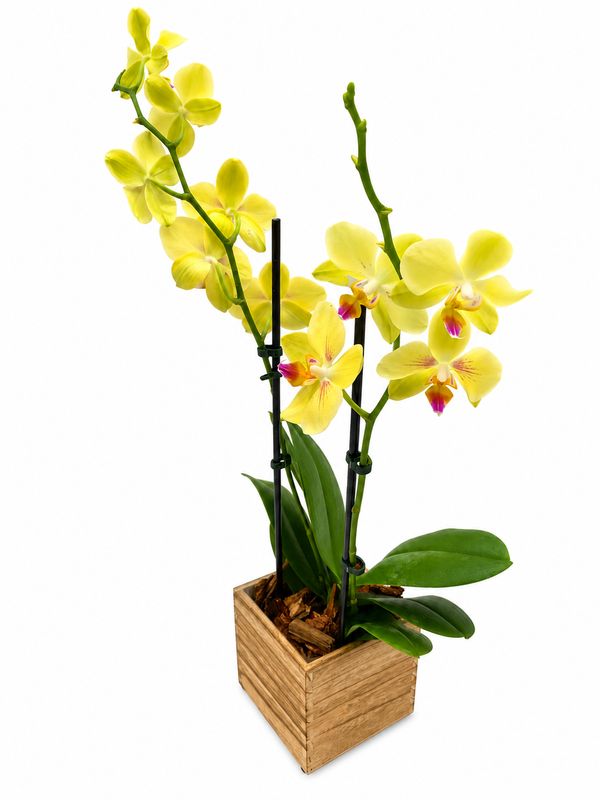 Sunbeam Orchid Garden