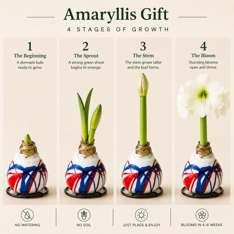 Moonlight Amaryllis Gift