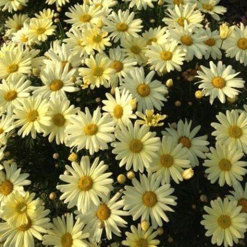 Federation Daisy Butterball  - 2L