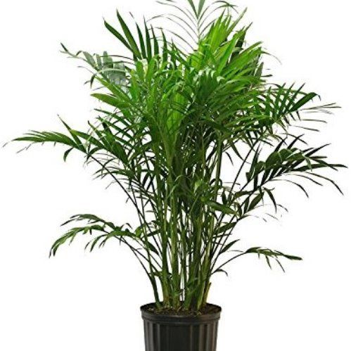 Howea Kentia Palm (house plant)