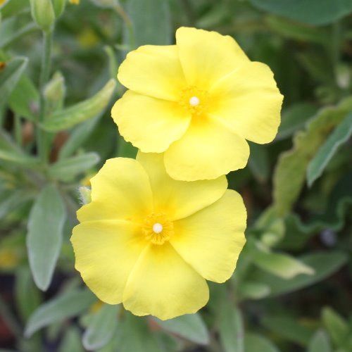 Cistus l. Yellow Fever - pb5 (20/25)