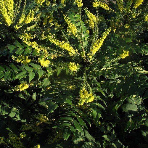 Mahonia bealei - Pb6.5