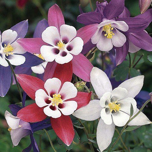 Aquilegia Songbird (mixed) - Pb6.5