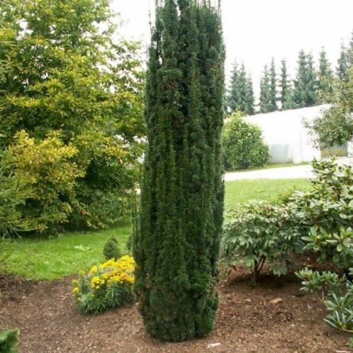 Taxus baccata Fastigiata, Irish Yew - Pb6.5