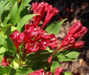 Weigela Eva Rathke - Pb6.5