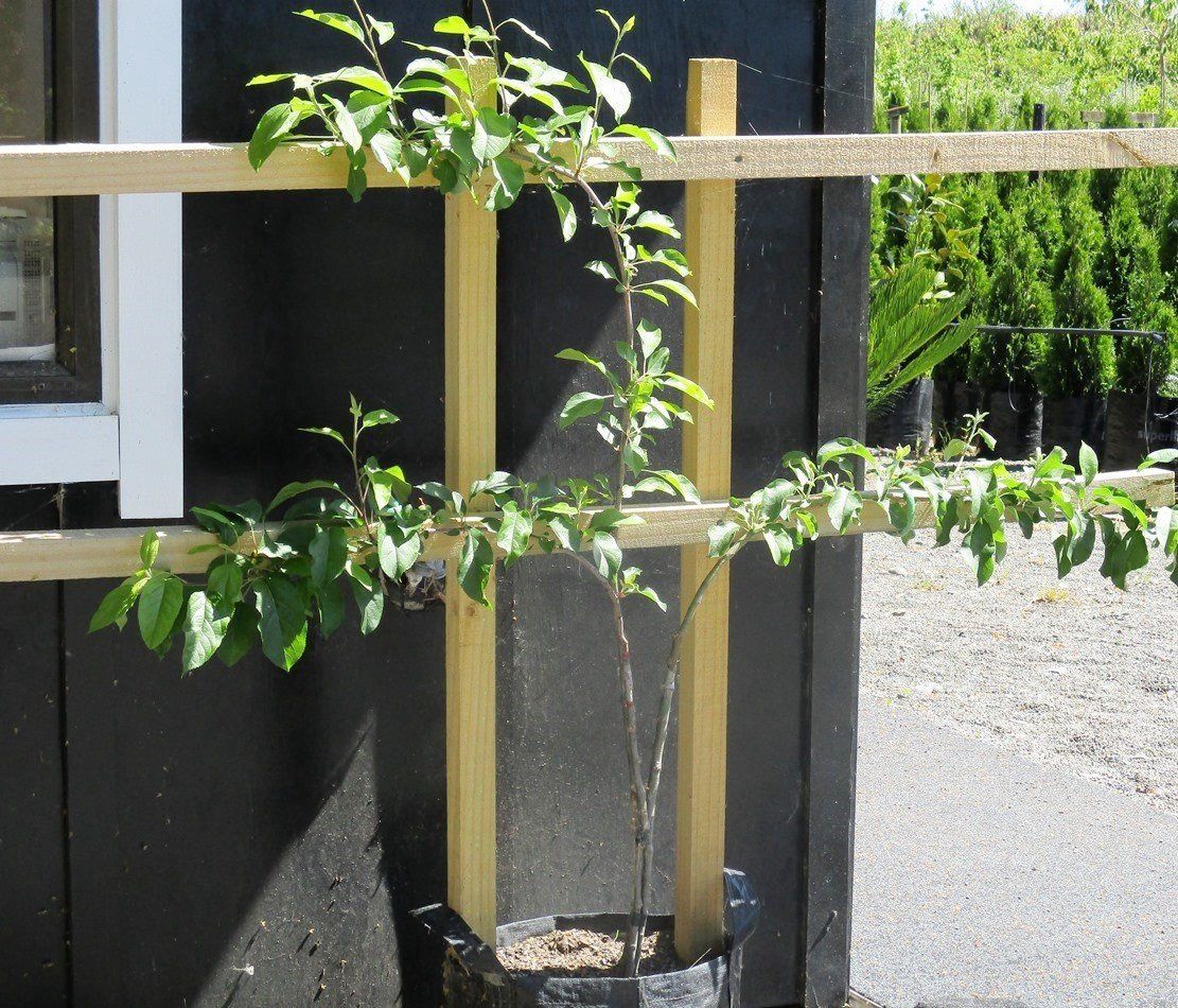 Espalier Frame - kitset