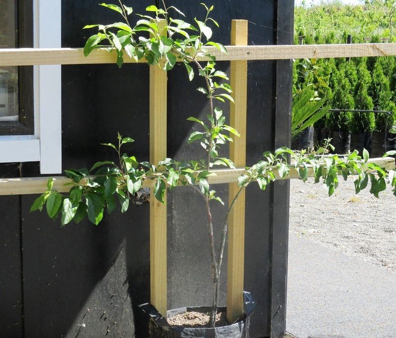 Espalier Frame - kitset