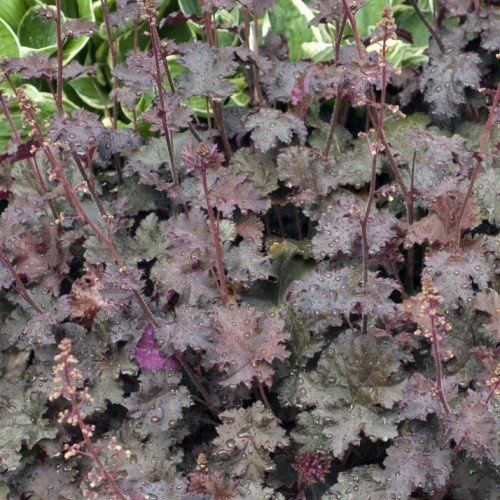 Heuchera Palace Purple - 2Ltr