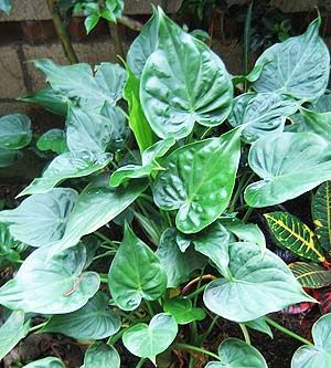 Alocasia cucullata - pb6.5 (20/30)