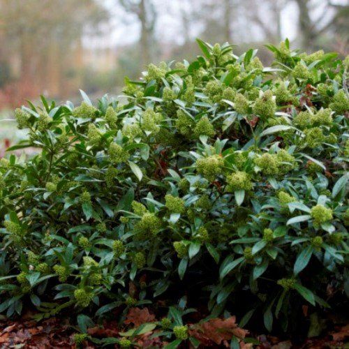 Skimmia x con. Kew Green - 2Ltr