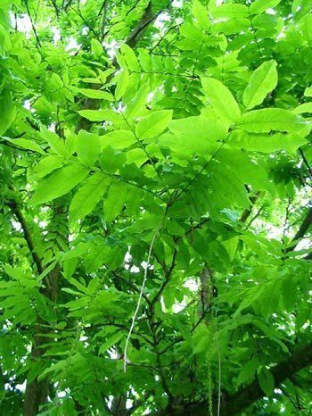 Pterocarya fraxinifolia, Caucasian Wingnut - Pb12