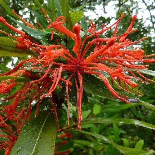 Embothrium coccineum, Chilean Fire Tree - Pb6.5
