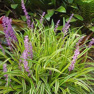 Liriope m. Gold Band, Lilyturf - Pb5