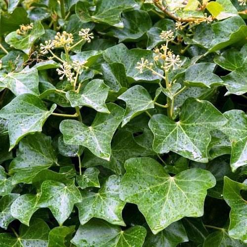 Hedera helix, English Ivy - Pb5