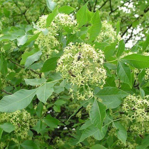Ptelea Trifoliata. Common Hoptree - Pb6.5