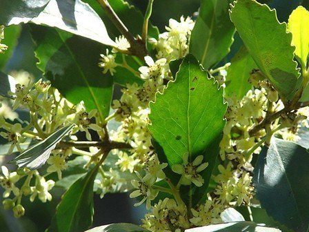 Laurelia sempervirens, Peruvian Nutmeg - 2Ltr