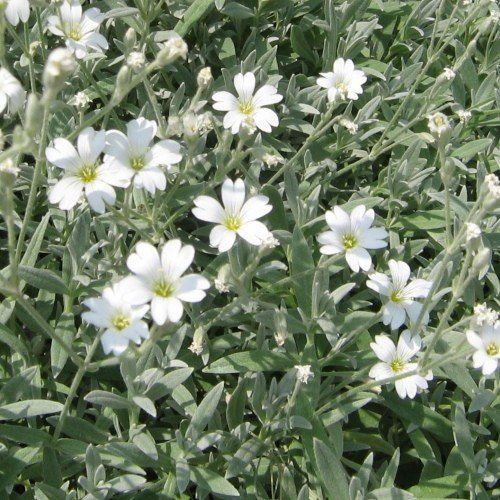 Cerastium tomentosum, Snow-In-Summer - Pb5