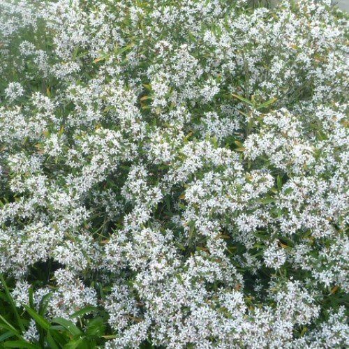 Eriostemon m. Profusion - Pb6.5