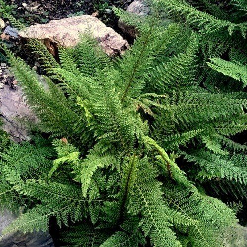 Polystichum setiferum, Soft Shield Fern - 2Ltr