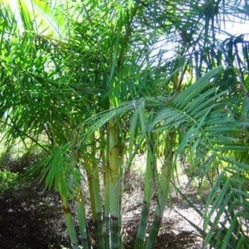 Dypsis baronii - pb6.5 (20/30)