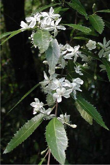 Hoheria angustifolia, Narrow-Leaved Lacebark - Pb6.5