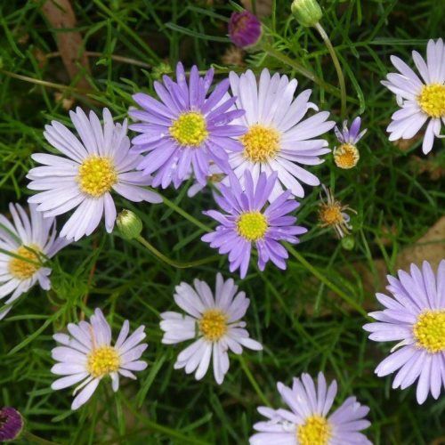 Brachyscome m. Break O Day - Pb5